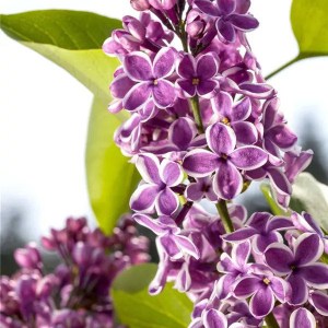 orgován obyčajný sensation, syringa vulgaris sensation, orgován sensation, syringa sensation, orgován obyčajný, syringa vulgaris, orgován, orgovan