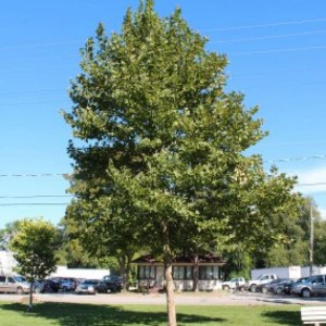 platan javorolistý, platanus acerifolia, platan, platanus, platan javorolisty, platan javorolistý 350-400cm