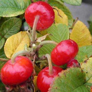 ruža vráskavá, rosa rugosa rubra, ruza vraskava, ruža, kríčková ruža