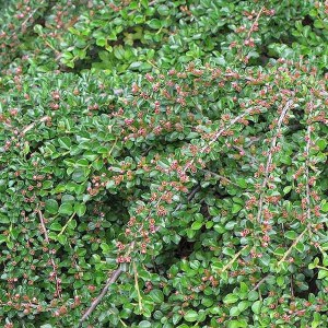 skalník vodorovný variegatus, cotoneaster horizontalis variegatus, skalník, cotoneaster, skalník vodorovný, cotoneaster vodorovný