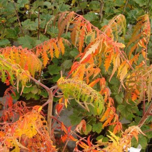 sumach pálkový, rhus typhina laciniata, sumach, sumach palkovy, rhus, rhus typhina