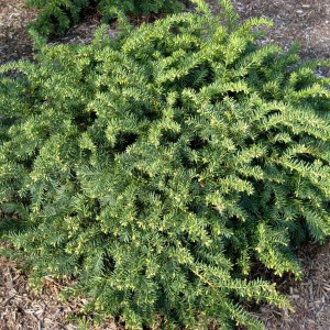 tis červený repandens, taxus baccata repandens, tis červený, tis repandens, tis červený