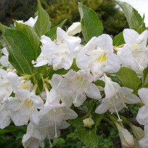 vajgela floridská bristol snowflake, weigela florida bristol snowflake, vajgela bristol snowflake, weigela, vajgela