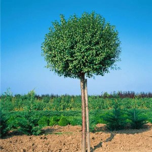 višňa krovitá globosa, višňa krovitá, višňa globosa, višňa, visna, guľovitá višňa, višňa krovitá globosa obvod kmeňa 6-8cm, prunus fruticosa globosa obvod kmeňa 6-8cm, višna na kmienku, ozdobná višňa na kmienku