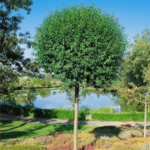 višňa krovitá globosa, višňa krovitá, višňa globosa, višňa, visna, guľovitá višňa, višňa krovitá globosa obvod kmeňa 6-8cm, prunus fruticosa globosa obvod kmeňa 6-8cm, višna na kmienku, ozdobná višňa na kmienku