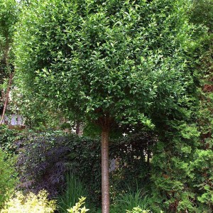 višňa krovitá globosa, višňa krovitá, višňa globosa, višňa, visna, guľovitá višňa, višňa krovitá globosa obvod kmeňa 6-8cm, prunus fruticosa globosa obvod kmeňa 6-8cm