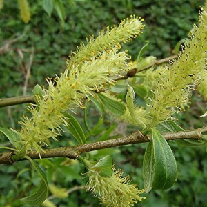 vŕba krehká, salix fragilis, vrba krehka, salix, krehká vŕba