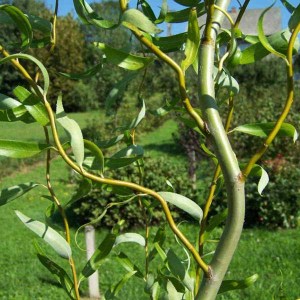 vŕba pokrútená, salix erythroflexuosa, vŕba, vrba pokrutena, salix, erythroflexuosa