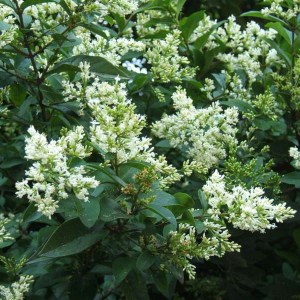 vtáčí zob vajcovitolistý, vtáčí zob, ligustrum, ligustrum ovalifolium